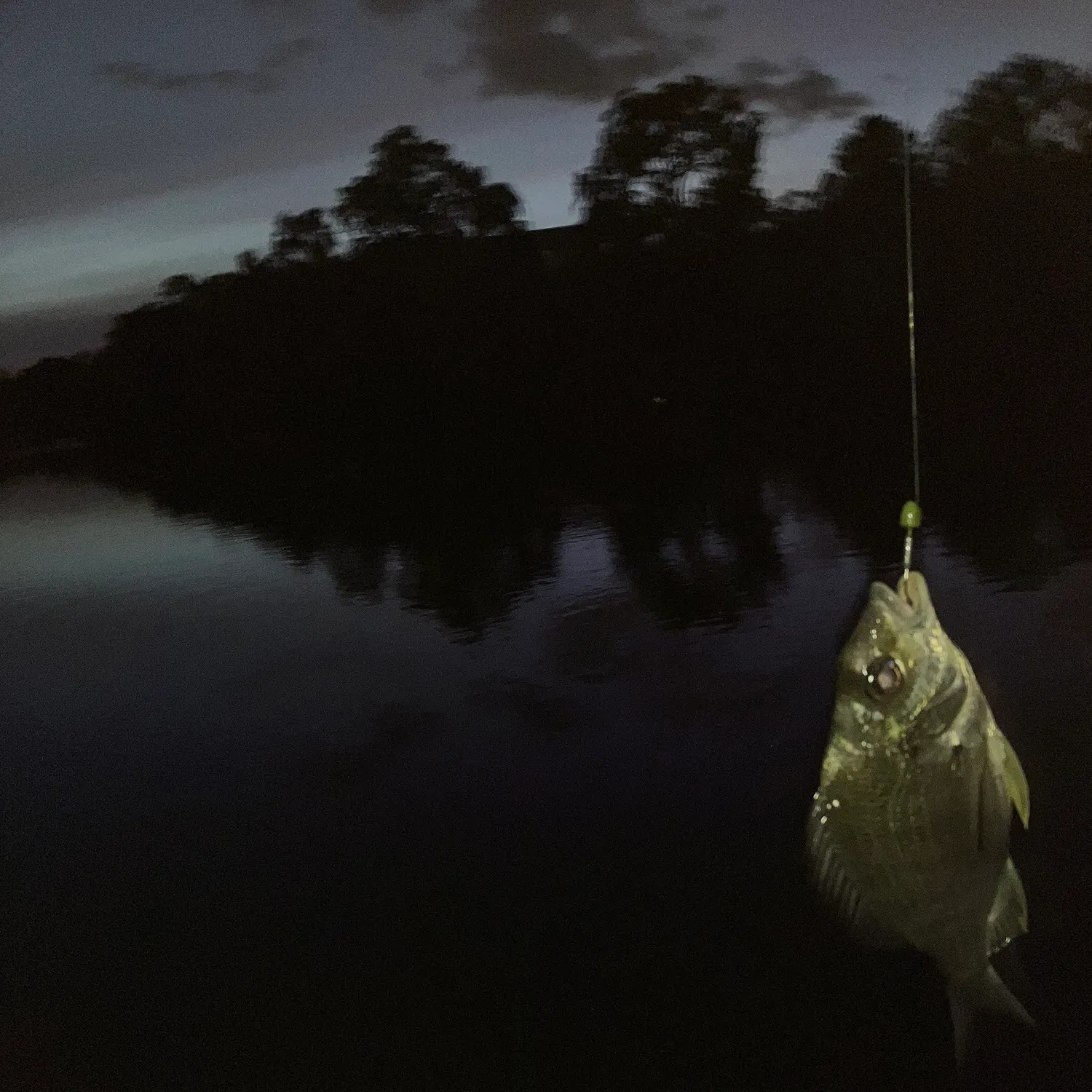 The most recent Surf bream catches on Fishbrain