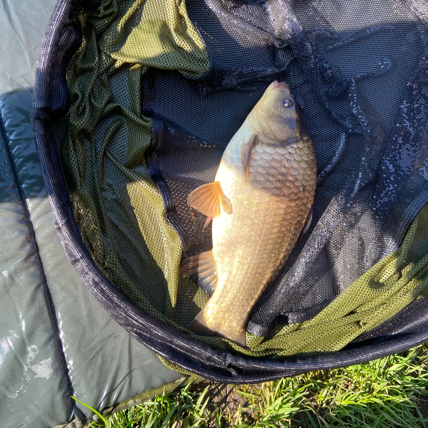 The most recent F1 carp catches on Fishbrain