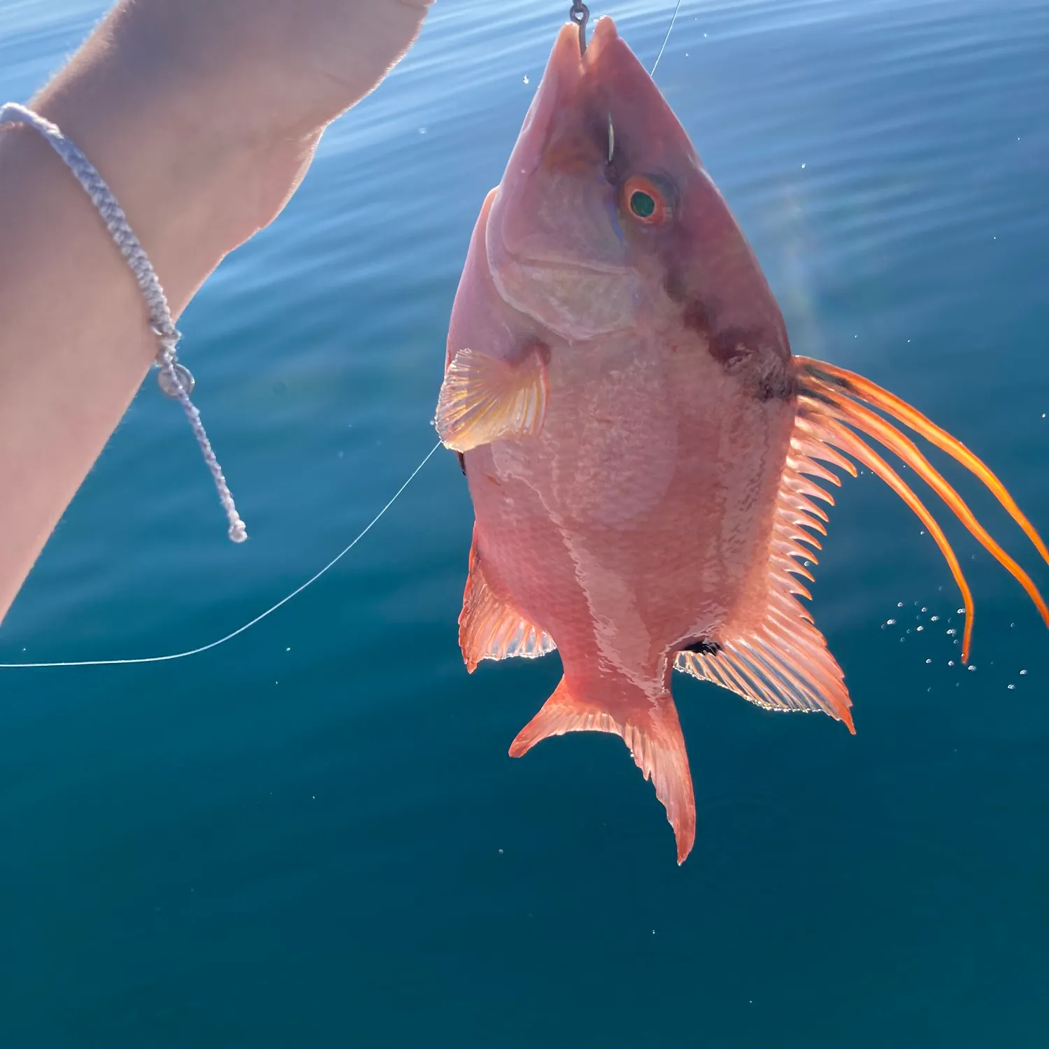 The most recent Hogfish catches on Fishbrain