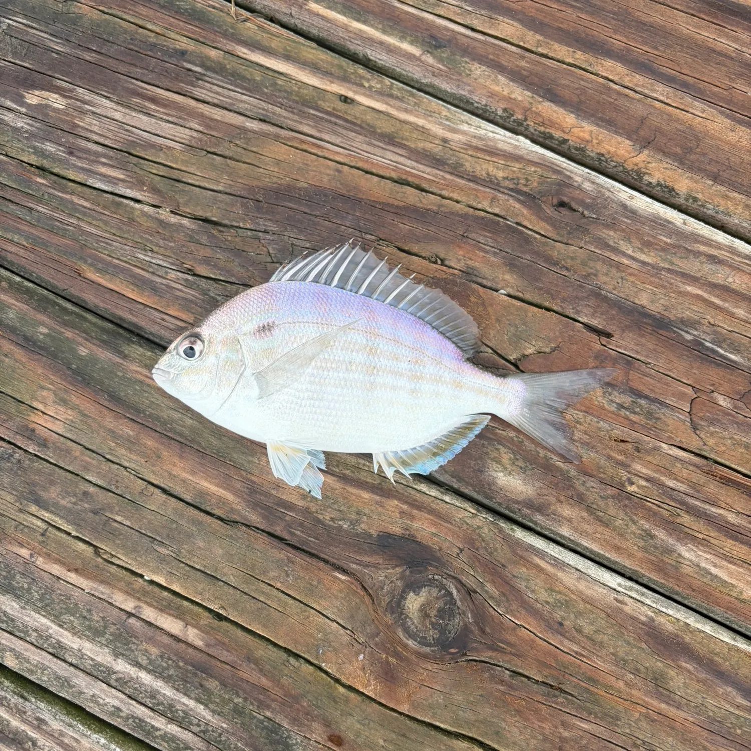 Pinfish caught on Fishbrain