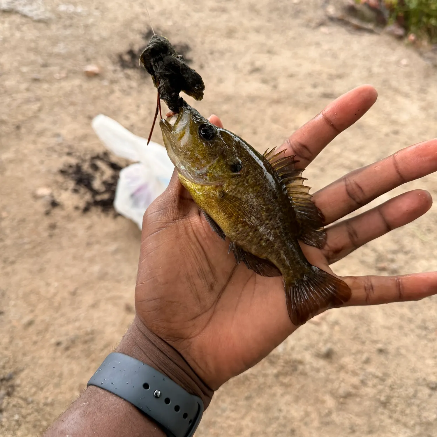 Warmouth caught on Fishbrain