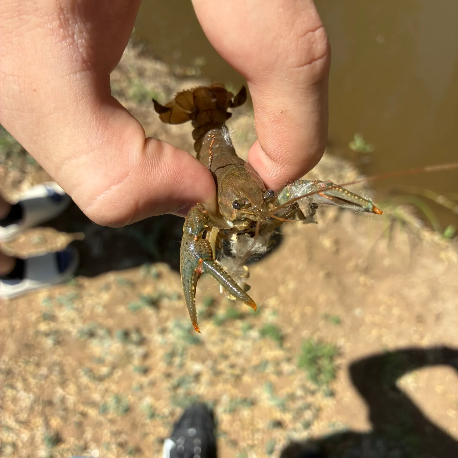 Fish caught on Fishbrain