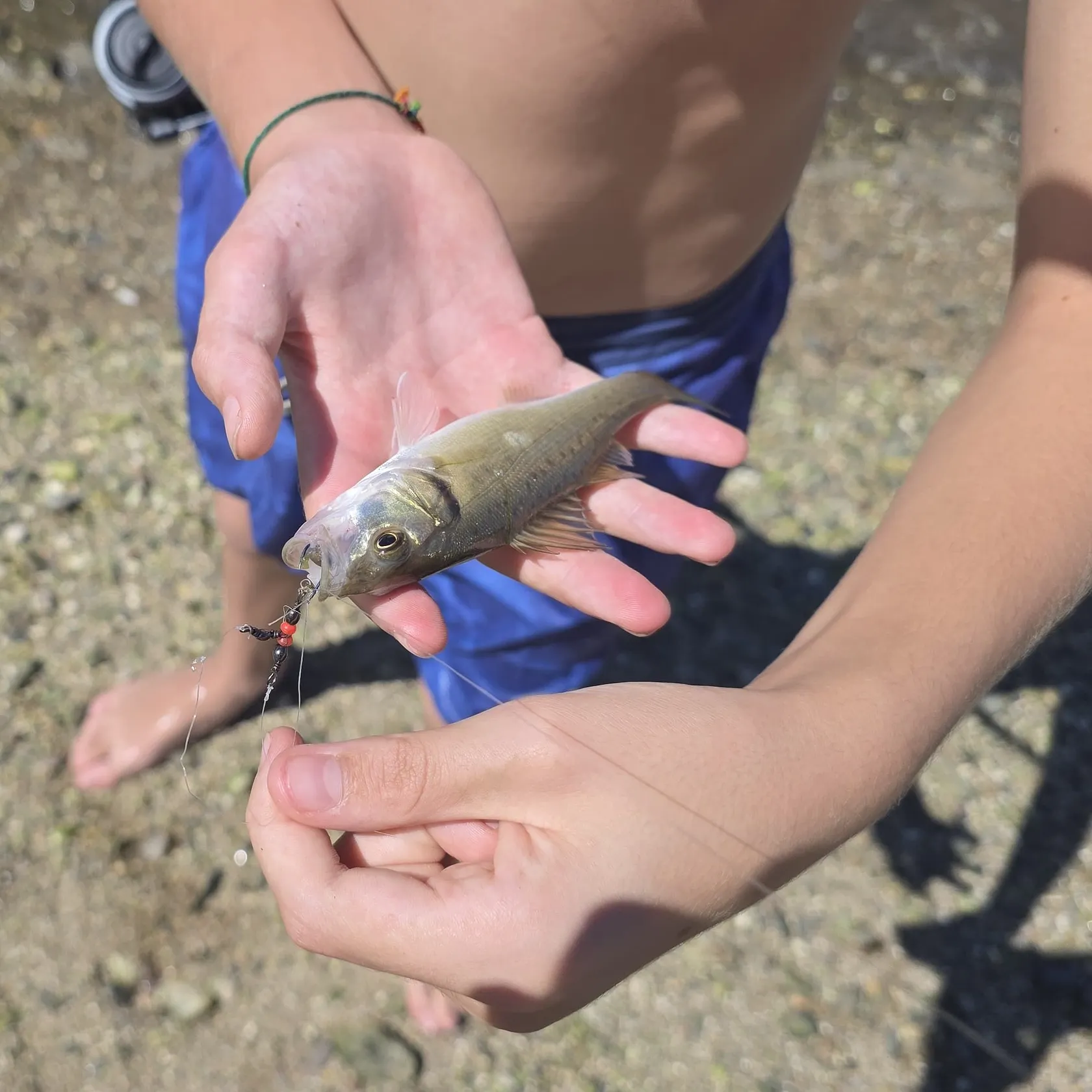 European seabass caught on Fishbrain