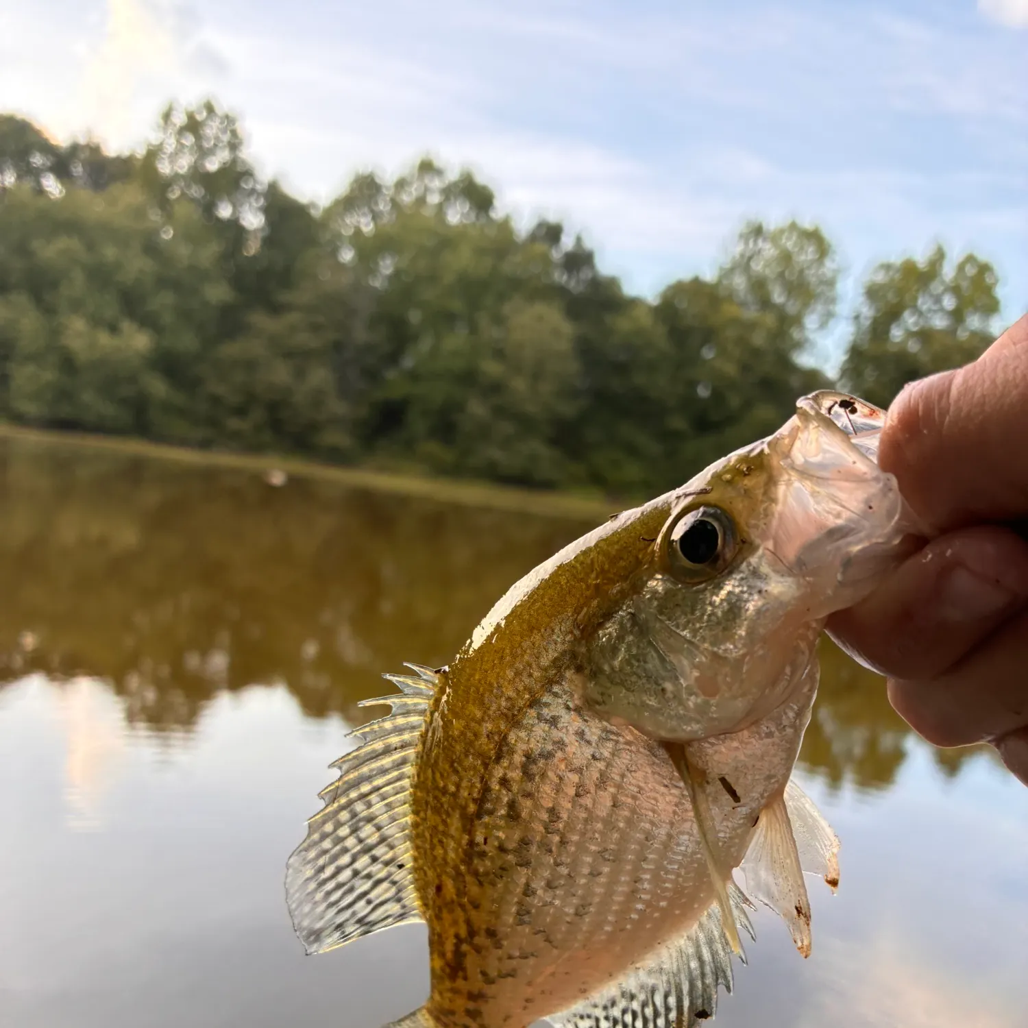 White crappie caught on Fishbrain