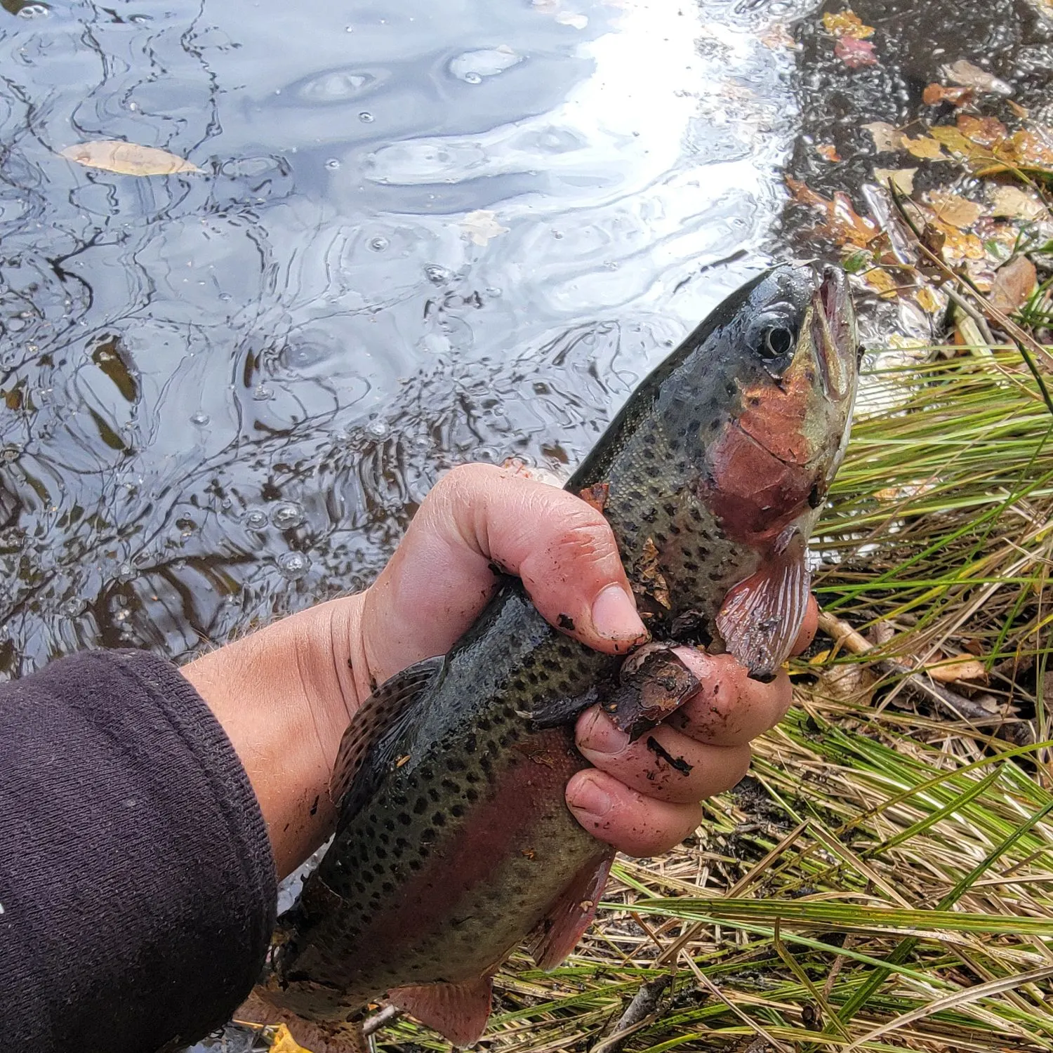 Rainbow trout caught on Fishbrain