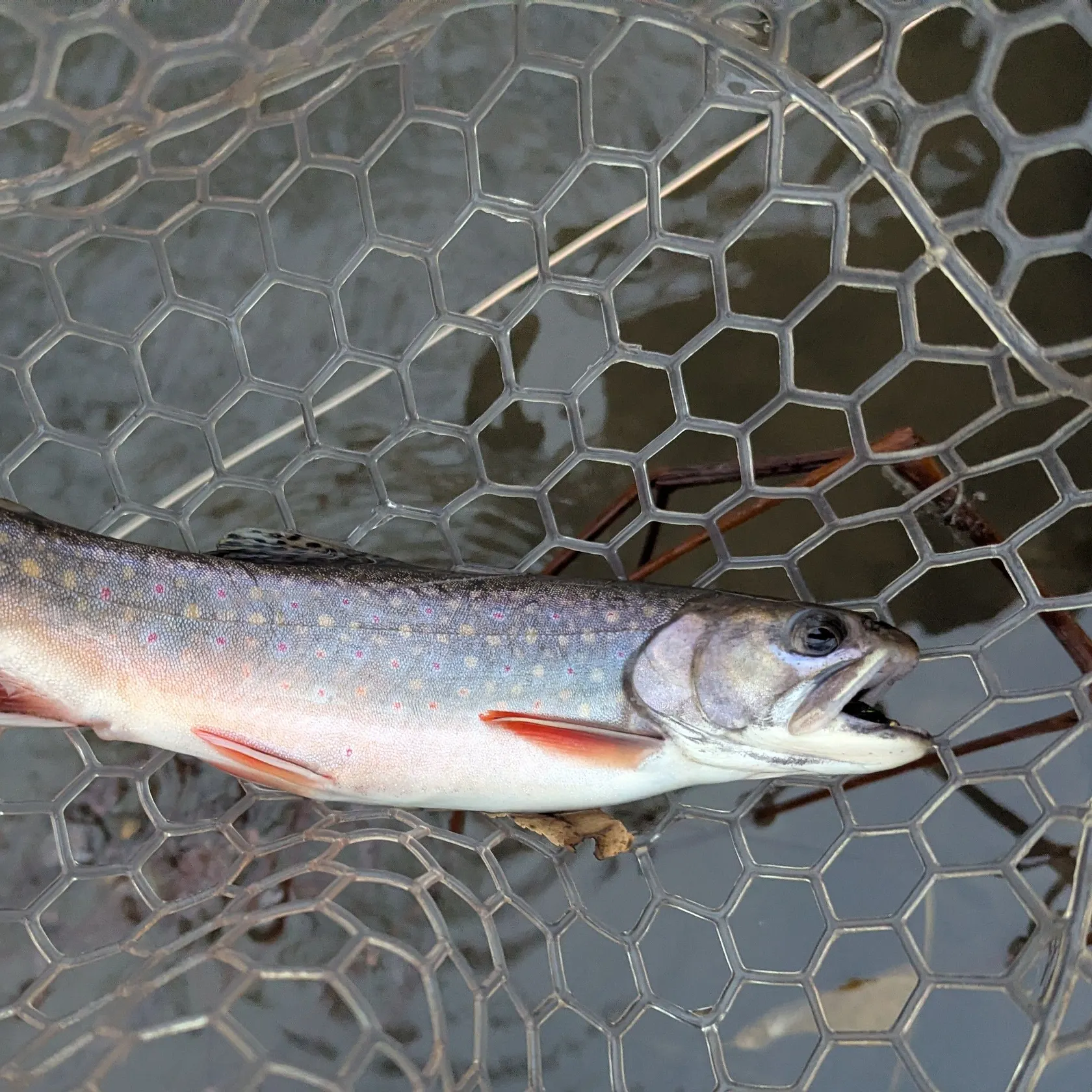 Brook trout caught on Fishbrain