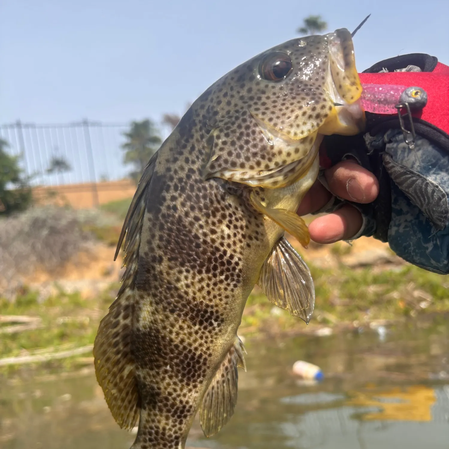 Spotted sand bass caught on Fishbrain