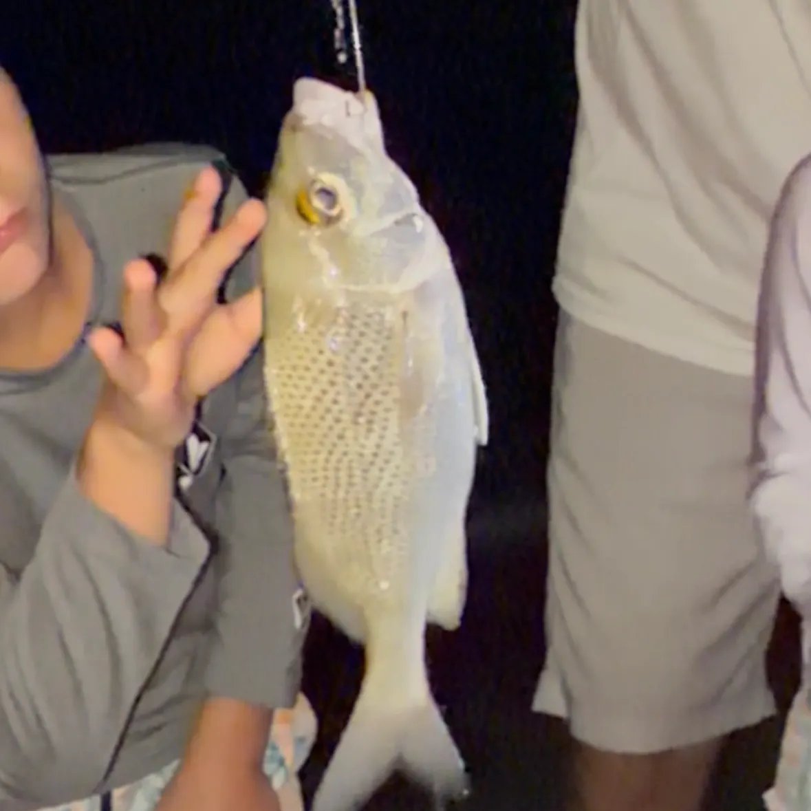 The most recent Sailor's choice grunt catches on Fishbrain