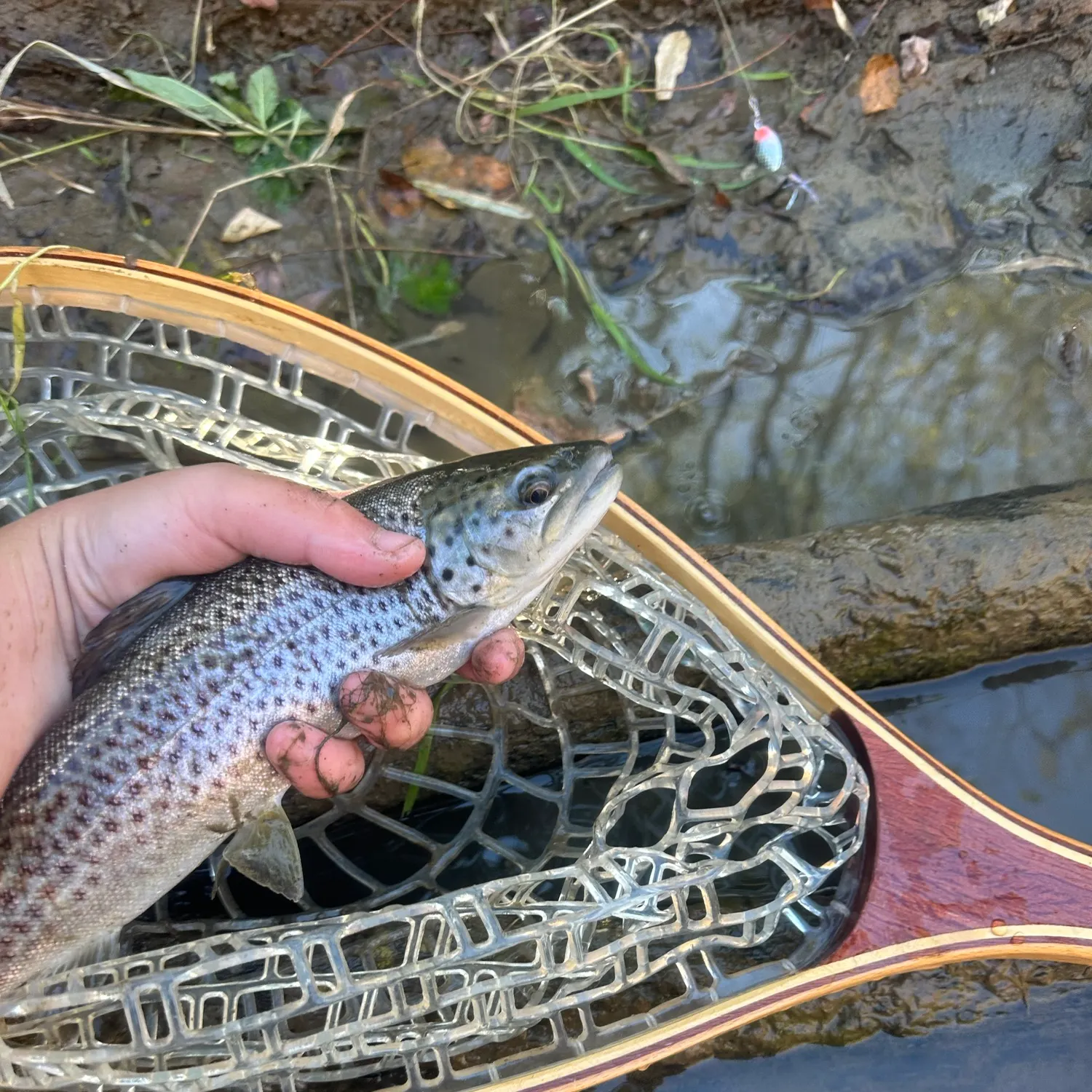 Brown trout caught on Fishbrain