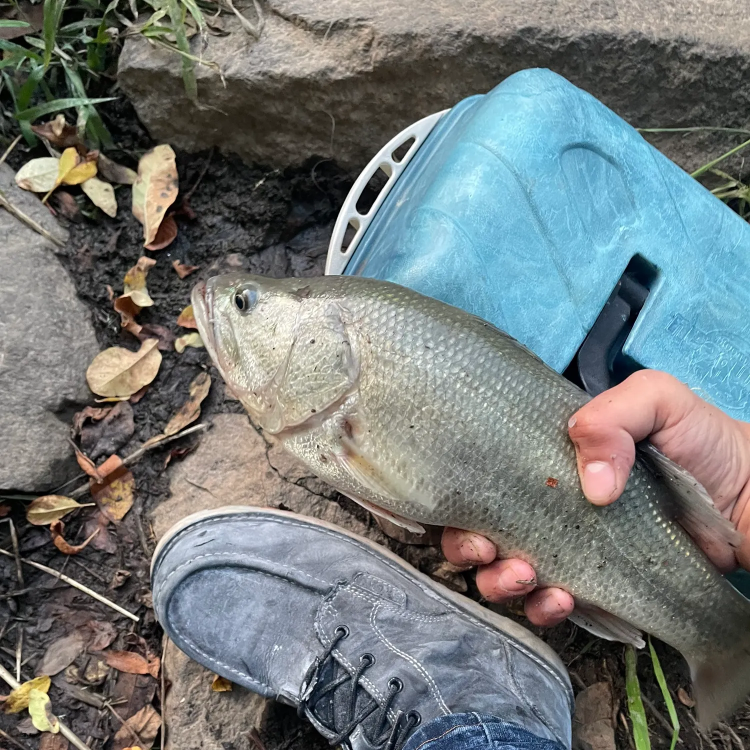 Fish caught on Fishbrain