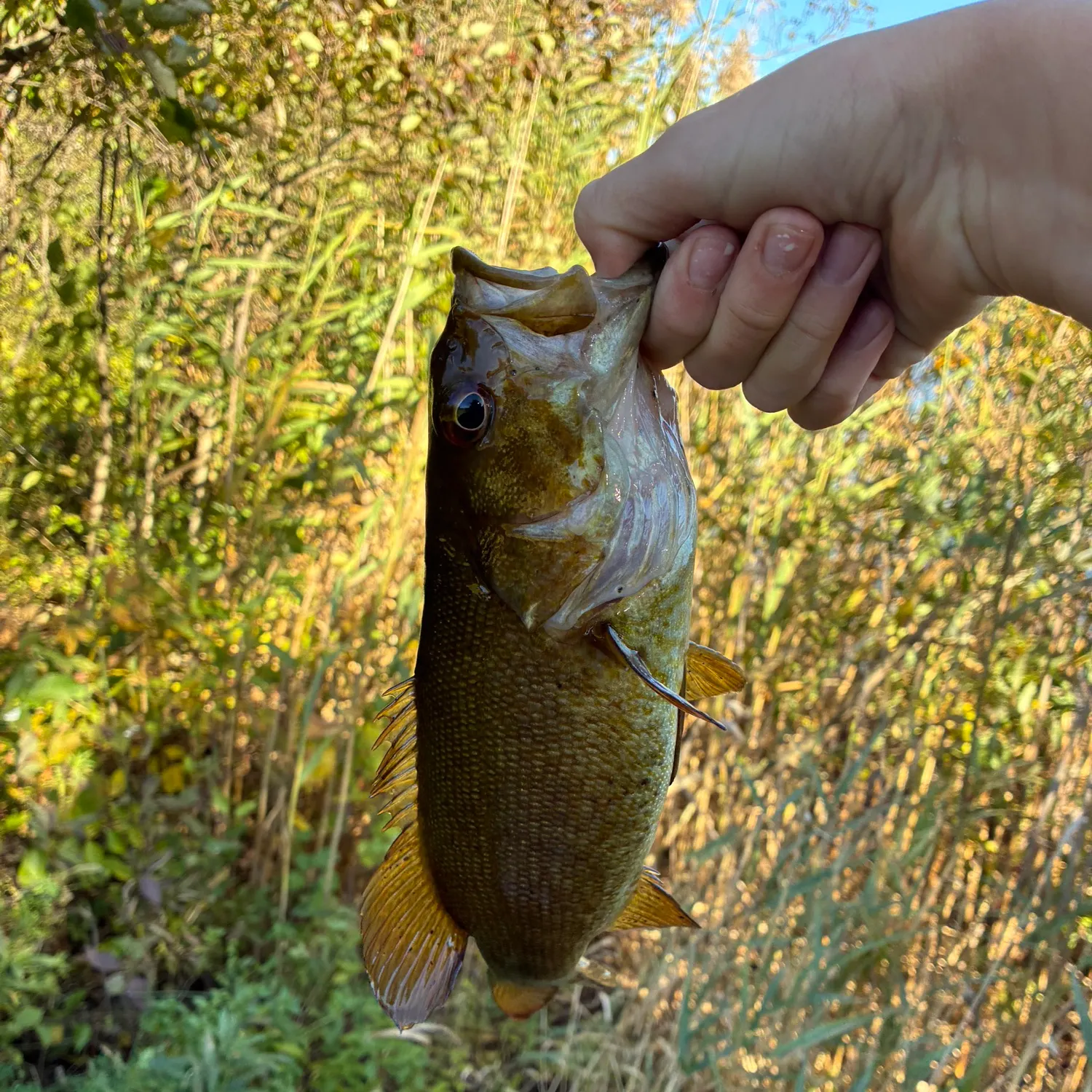 Smallmouth bass caught on Fishbrain
