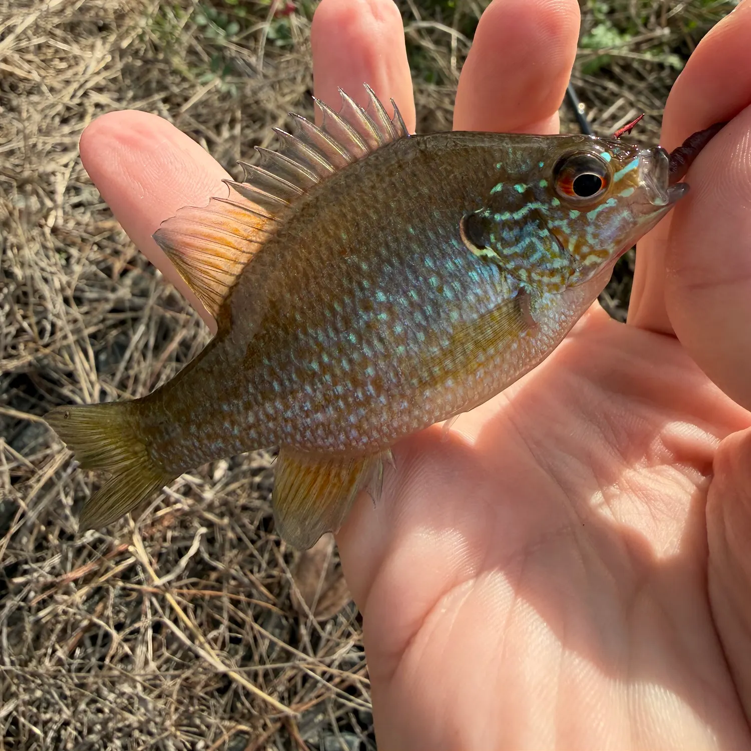 The most recent Dollar sunfish catches on Fishbrain