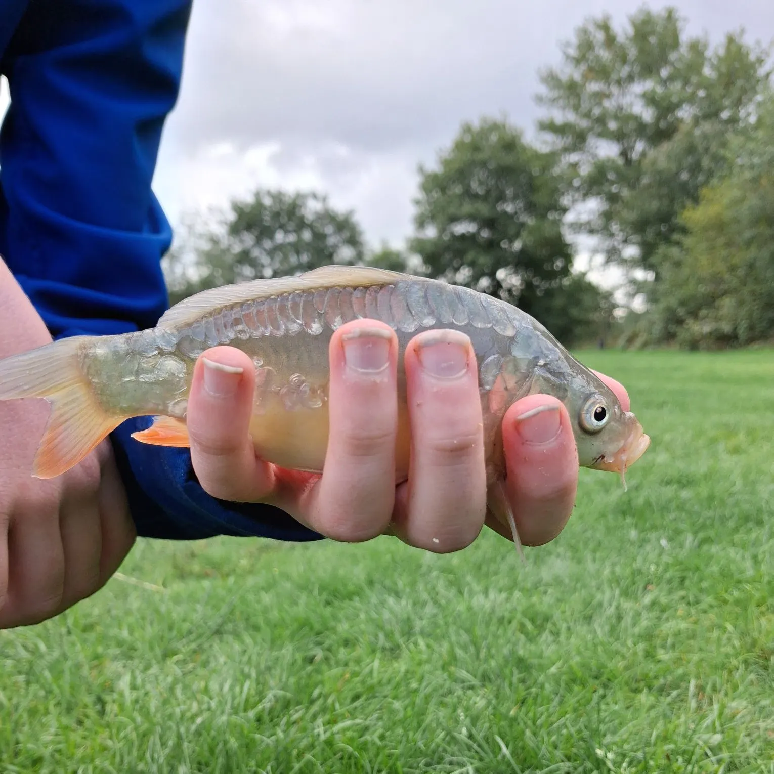 Common carp caught on Fishbrain
