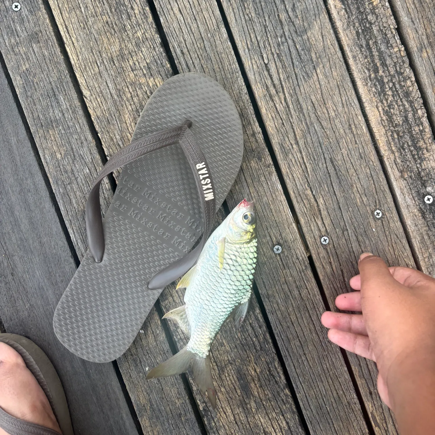 Java barb caught on Fishbrain