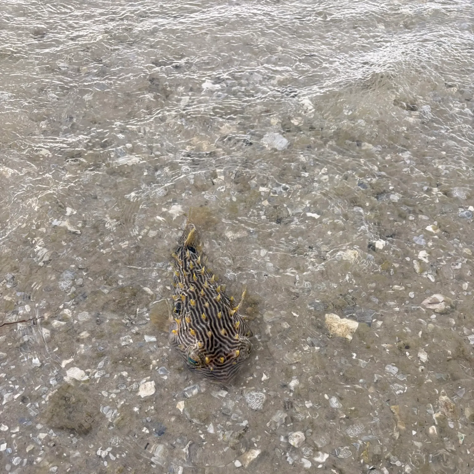 The most recent Striped burrfish catches on Fishbrain