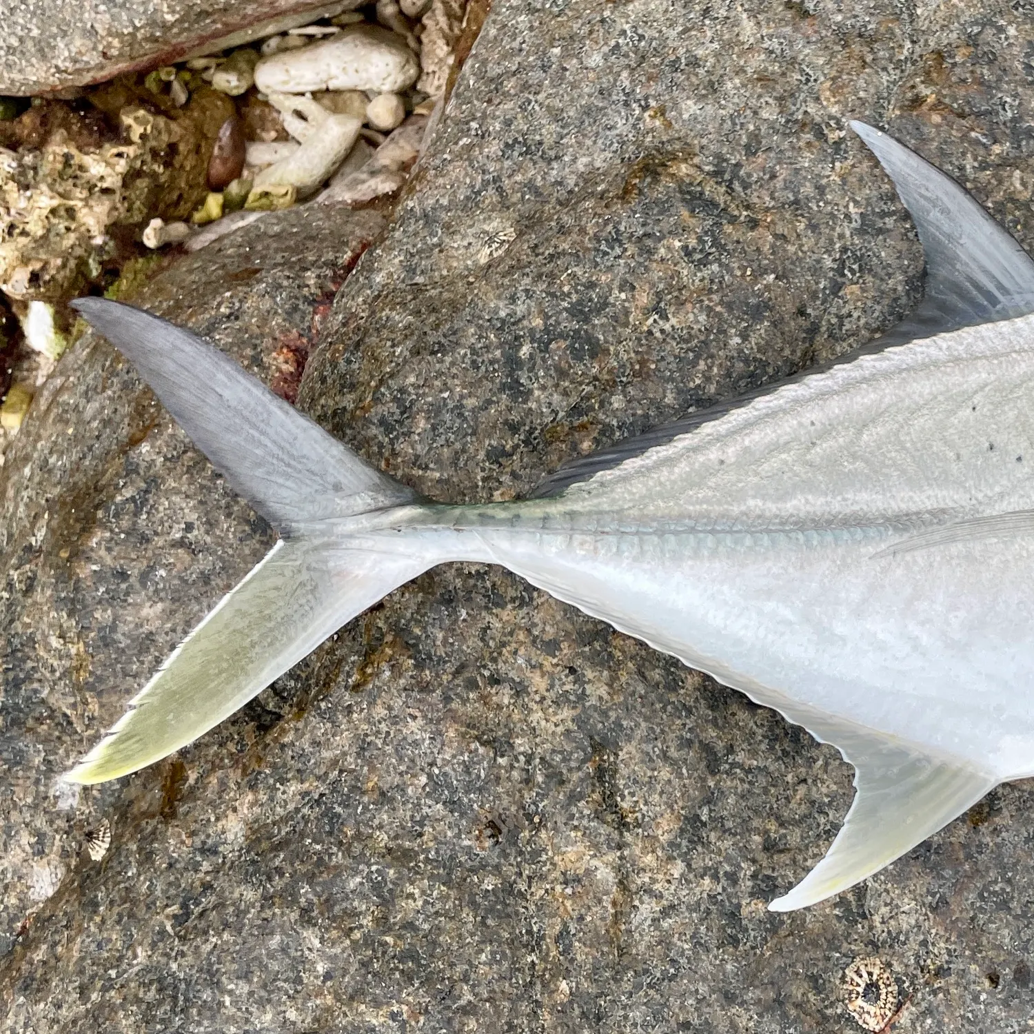 The most recent Giant trevally catches on Fishbrain