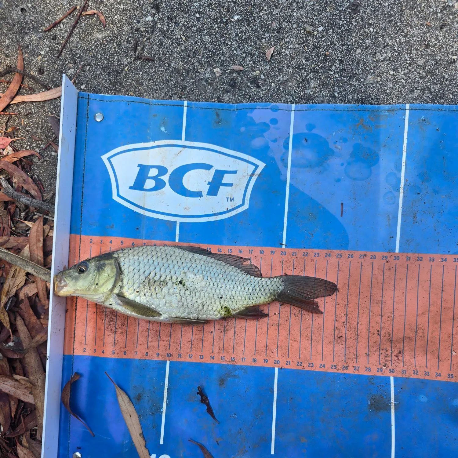 The most recent Common carp catches on Fishbrain