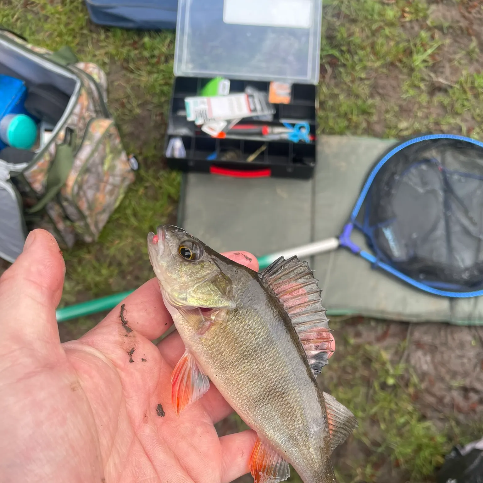 The most recent European perch catches on Fishbrain