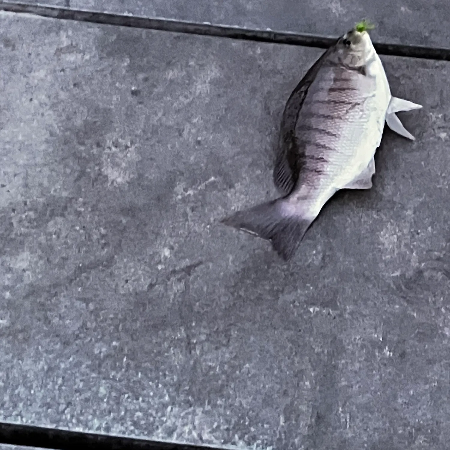 The most recent Luderick catches on Fishbrain