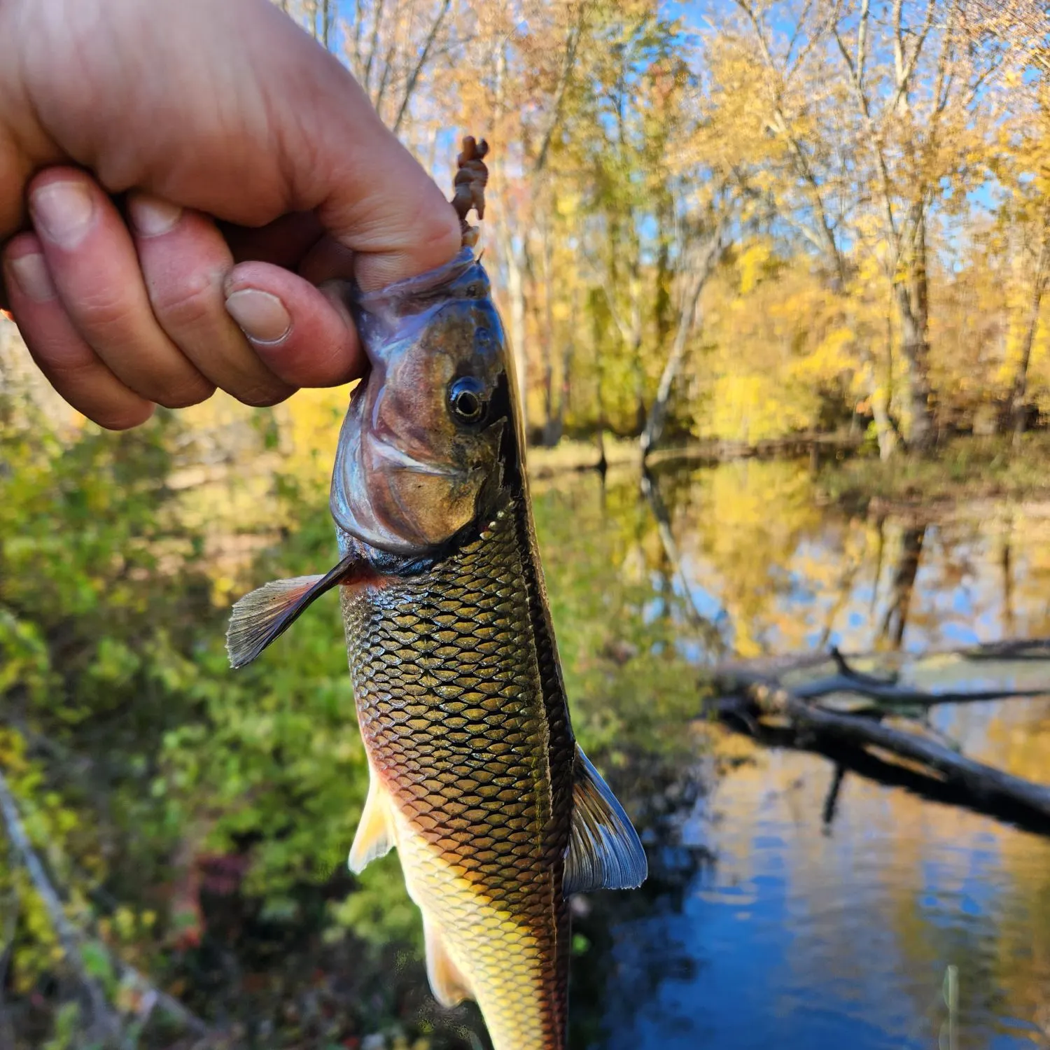 Fallfish caught on Fishbrain