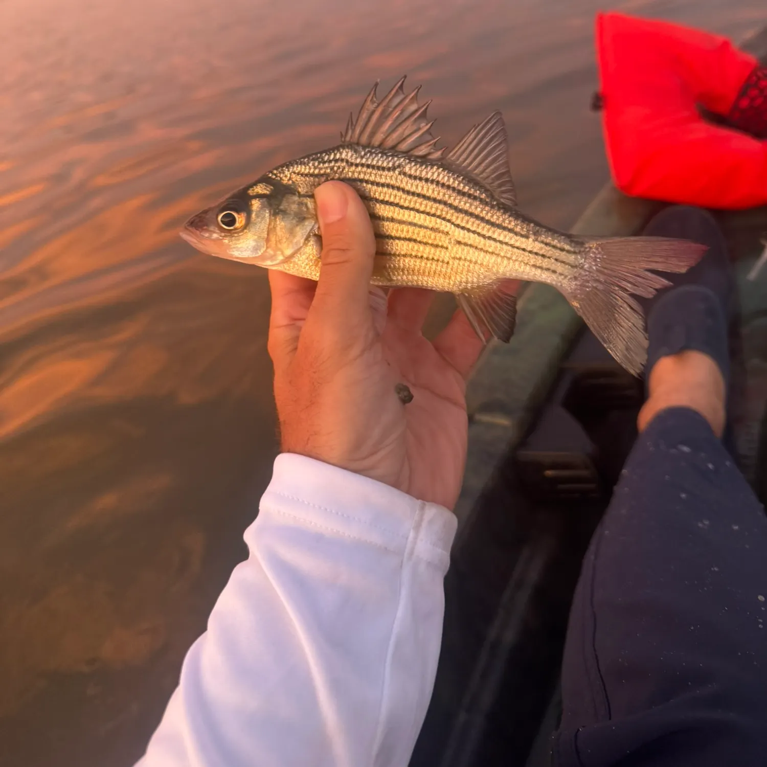 Yellow bass caught on Fishbrain