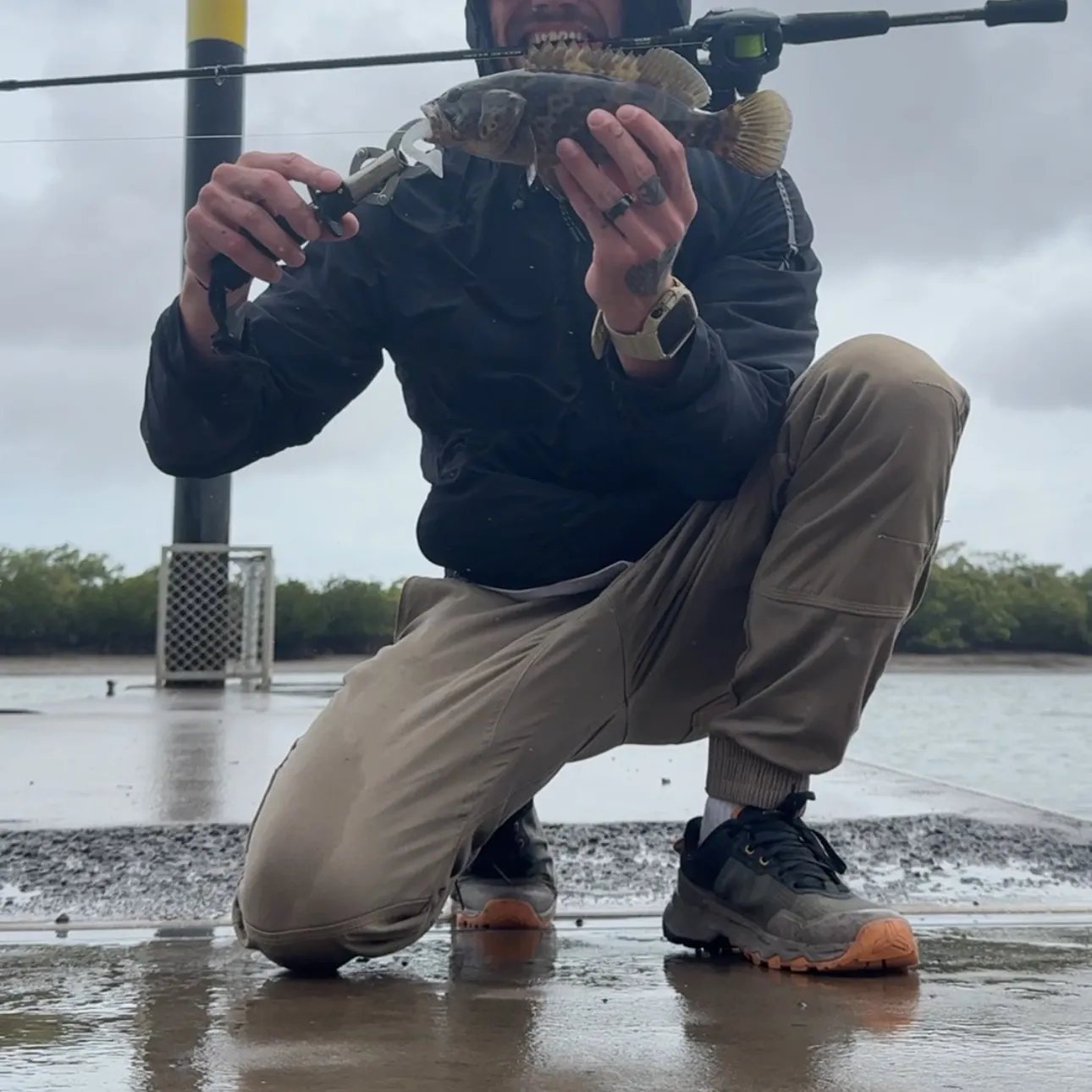 Orange-spotted grouper caught on Fishbrain