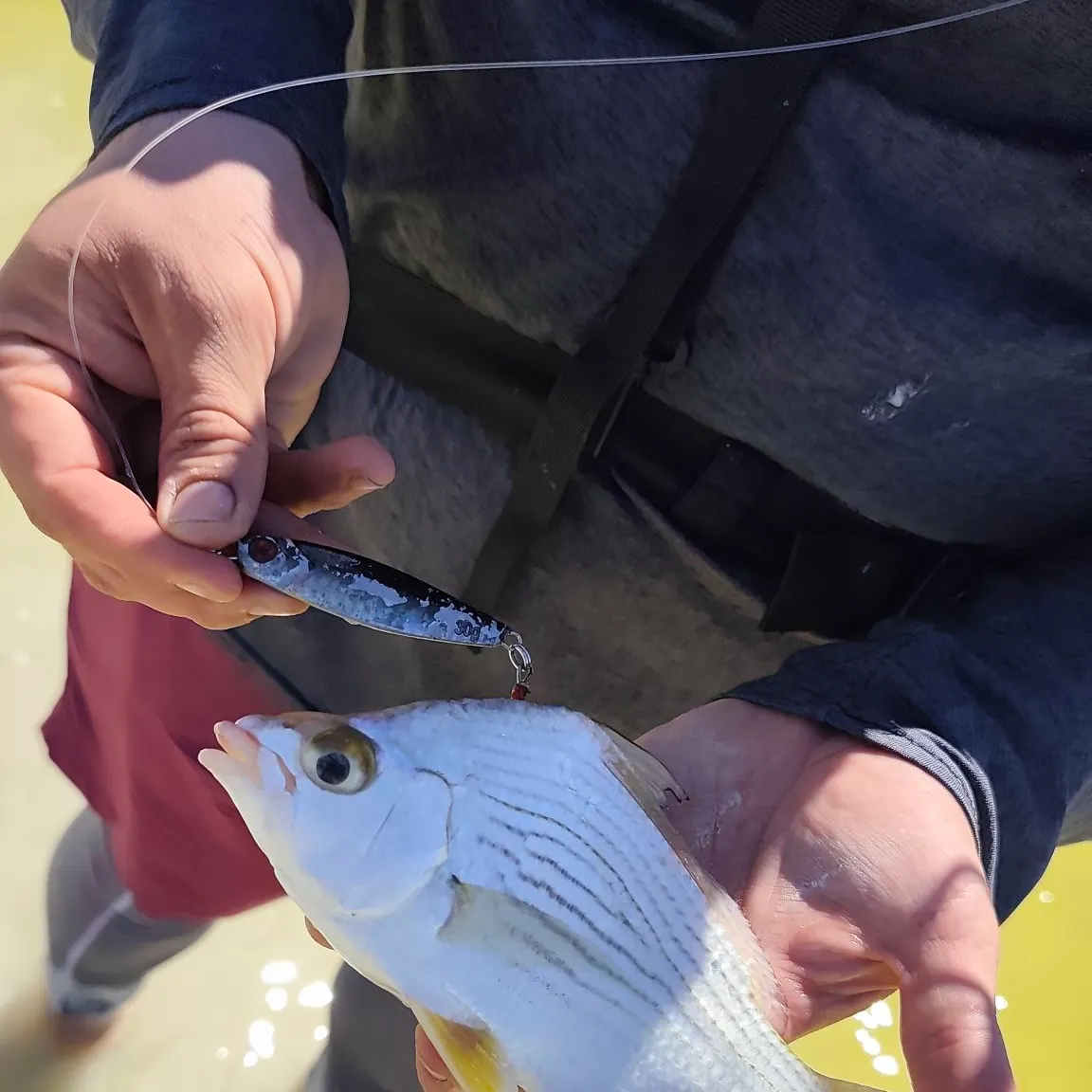 The most recent Striped mojarra catches on Fishbrain