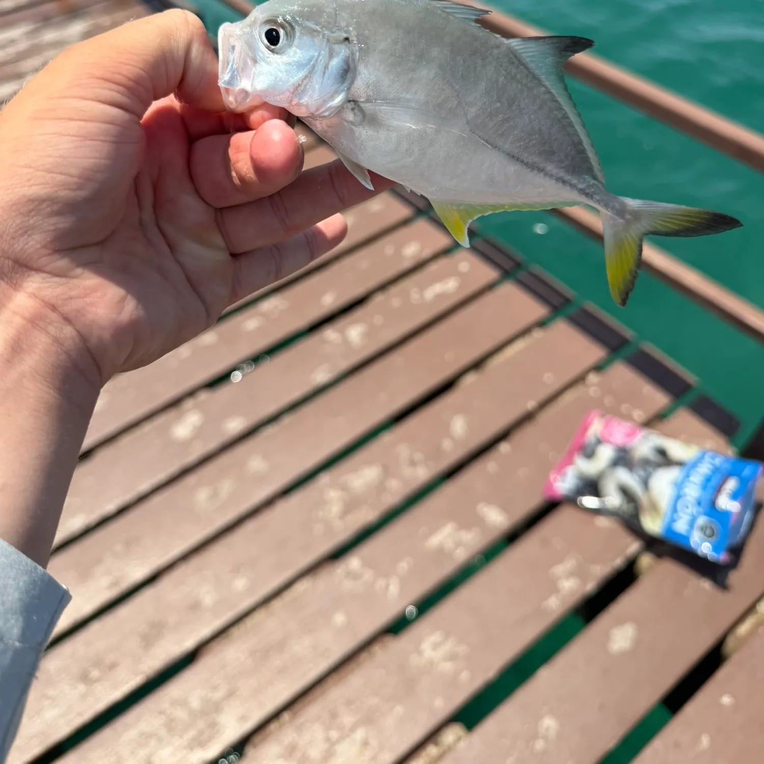 Pacific crevalle jack caught on Fishbrain
