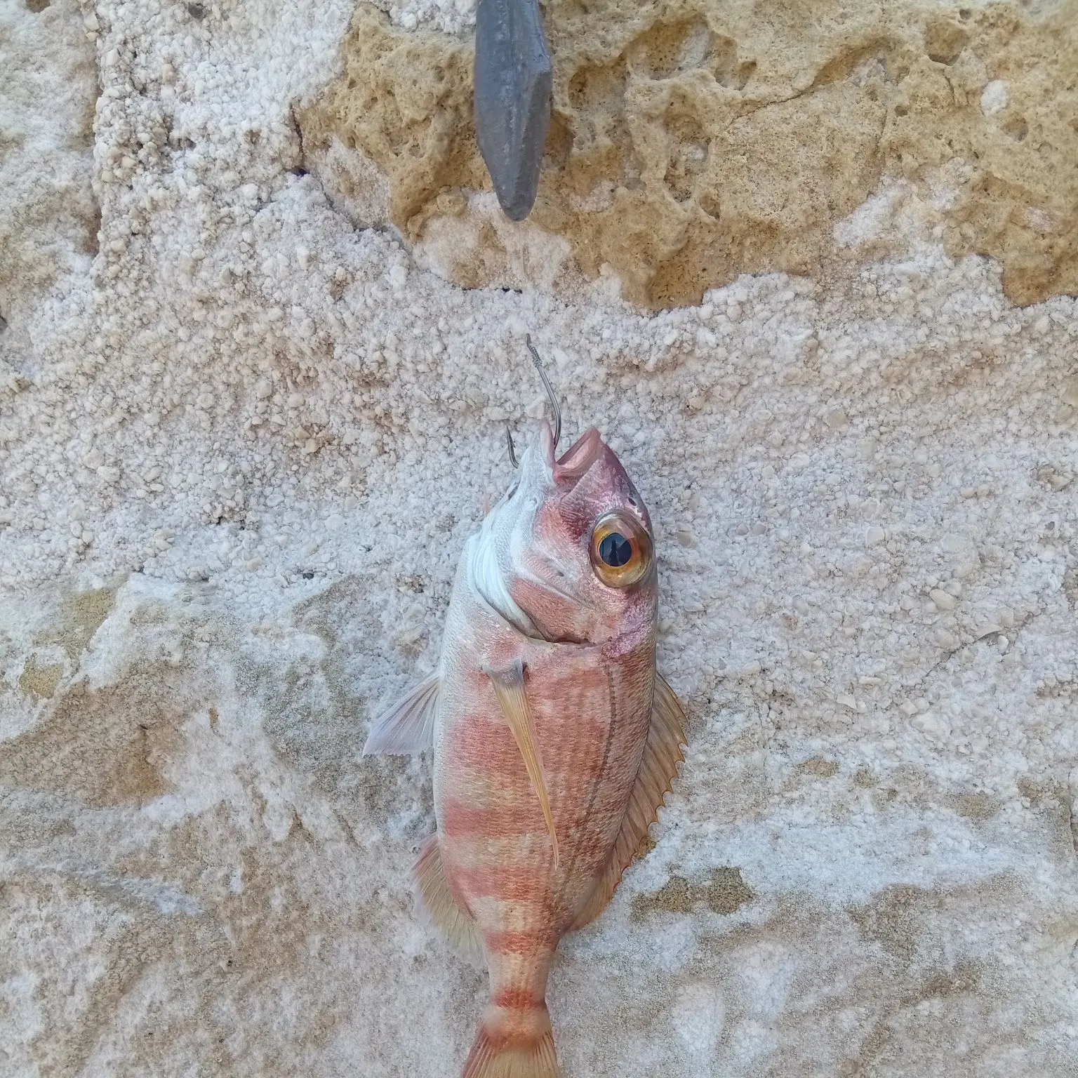 The most recent Red seabream catches on Fishbrain