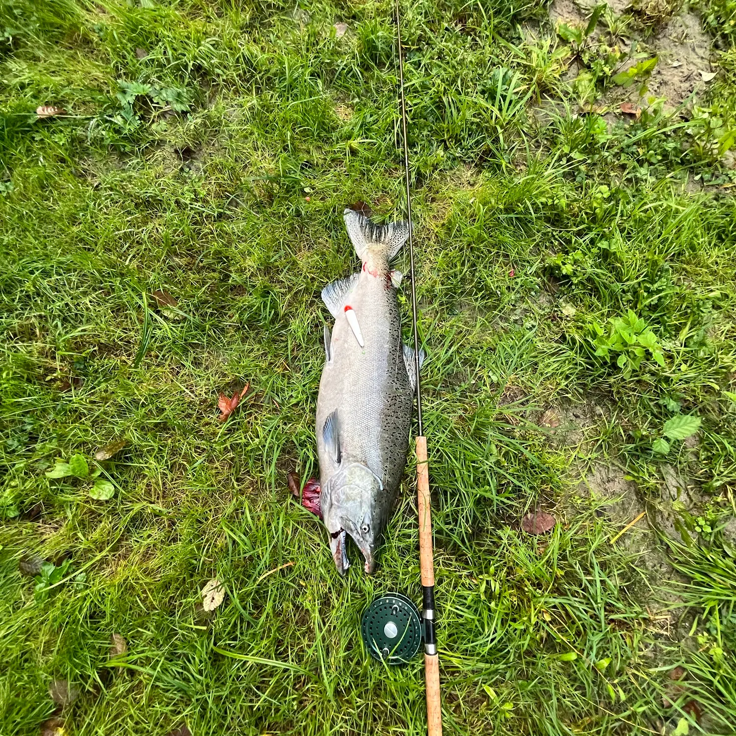 Chinook salmon caught on Fishbrain