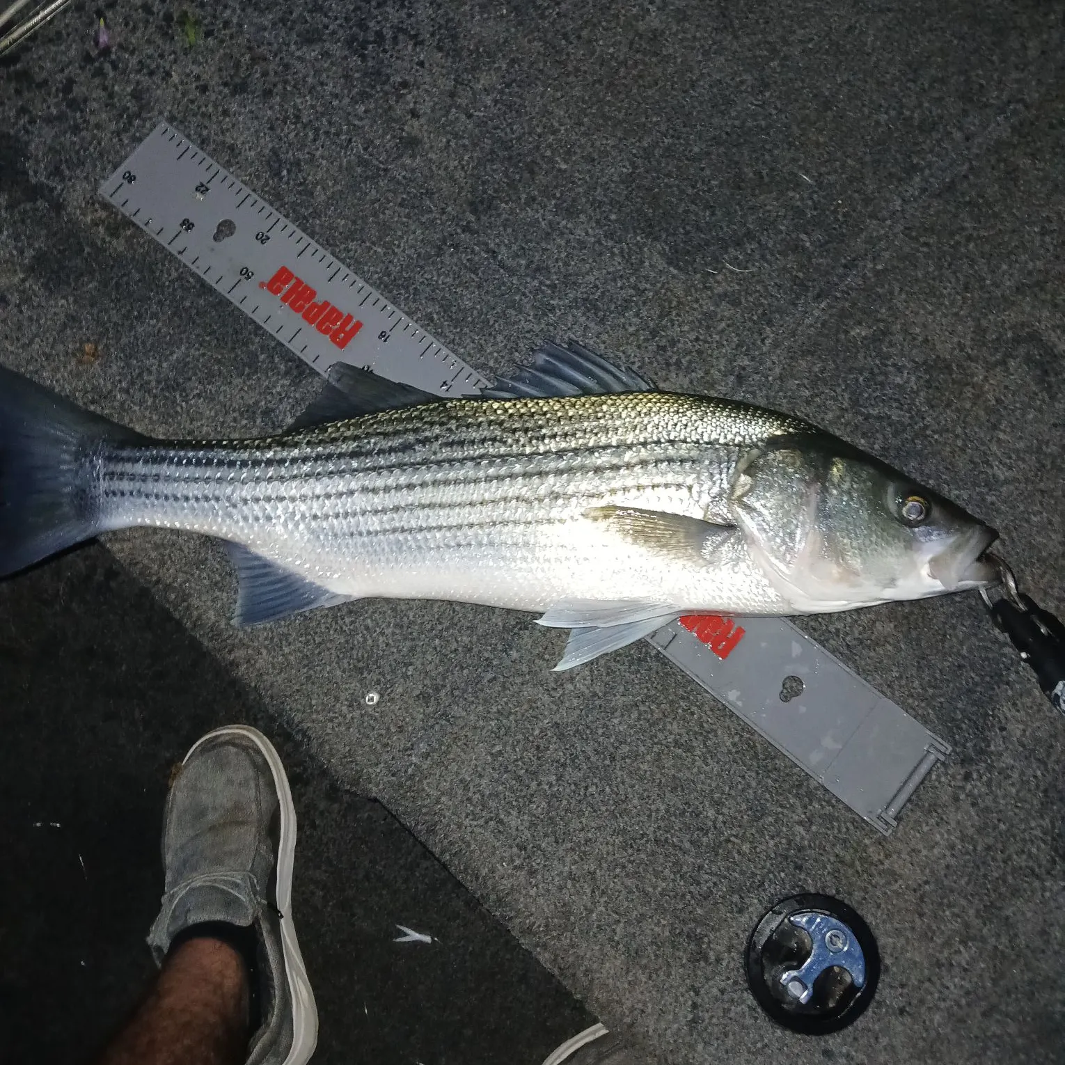 recently logged catches