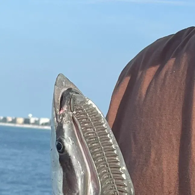 The most recent Live sharksucker catches on Fishbrain
