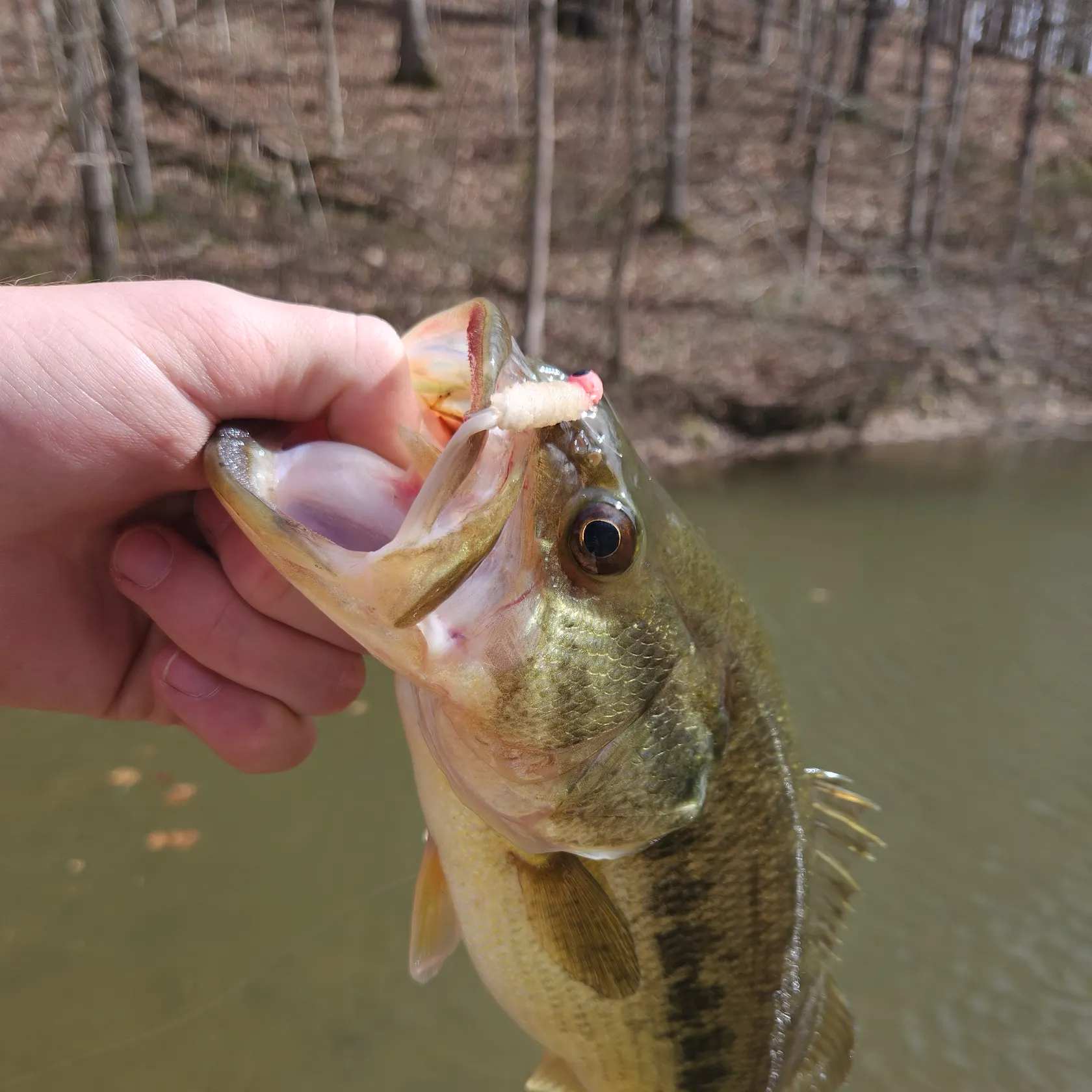 angler catch