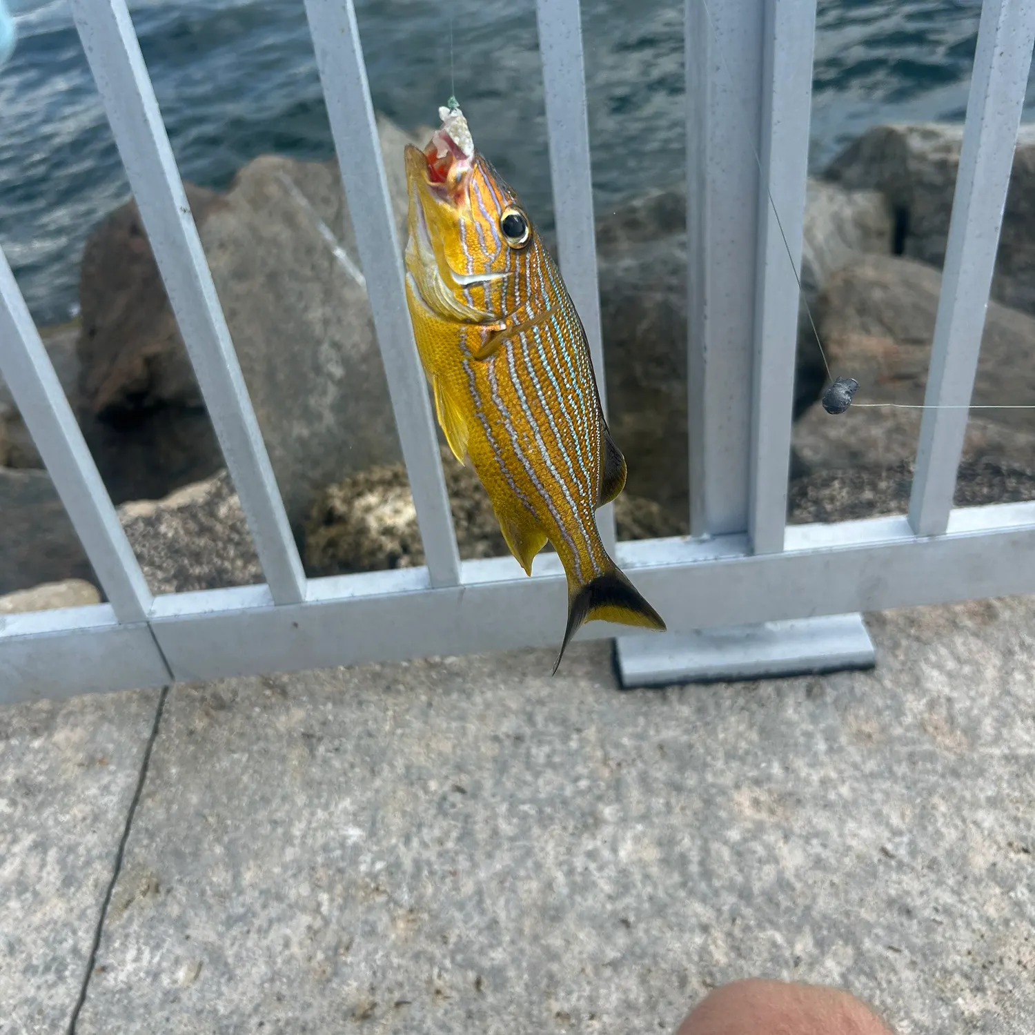 Bluestriped grunt caught on Fishbrain
