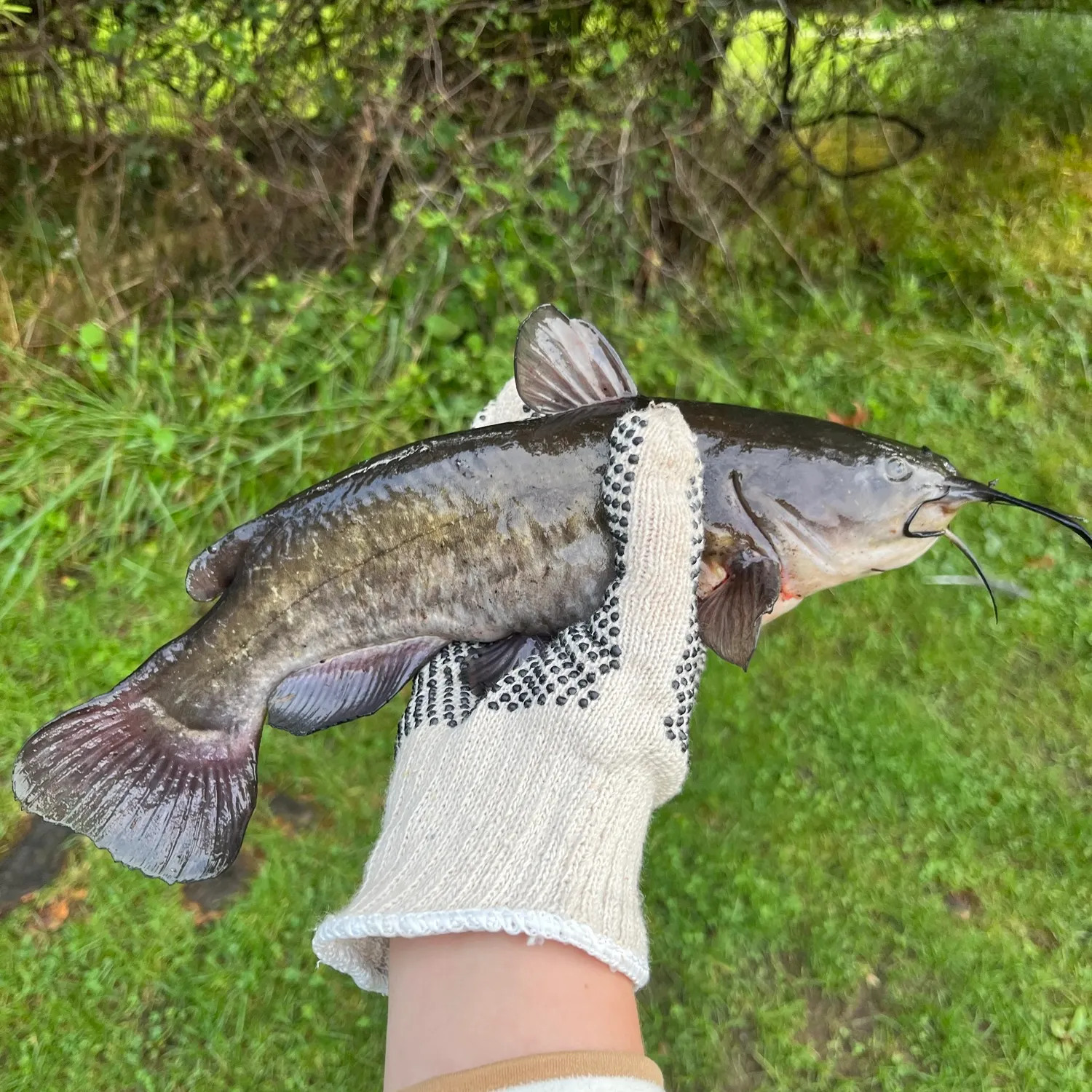 Black bullhead caught on Fishbrain
