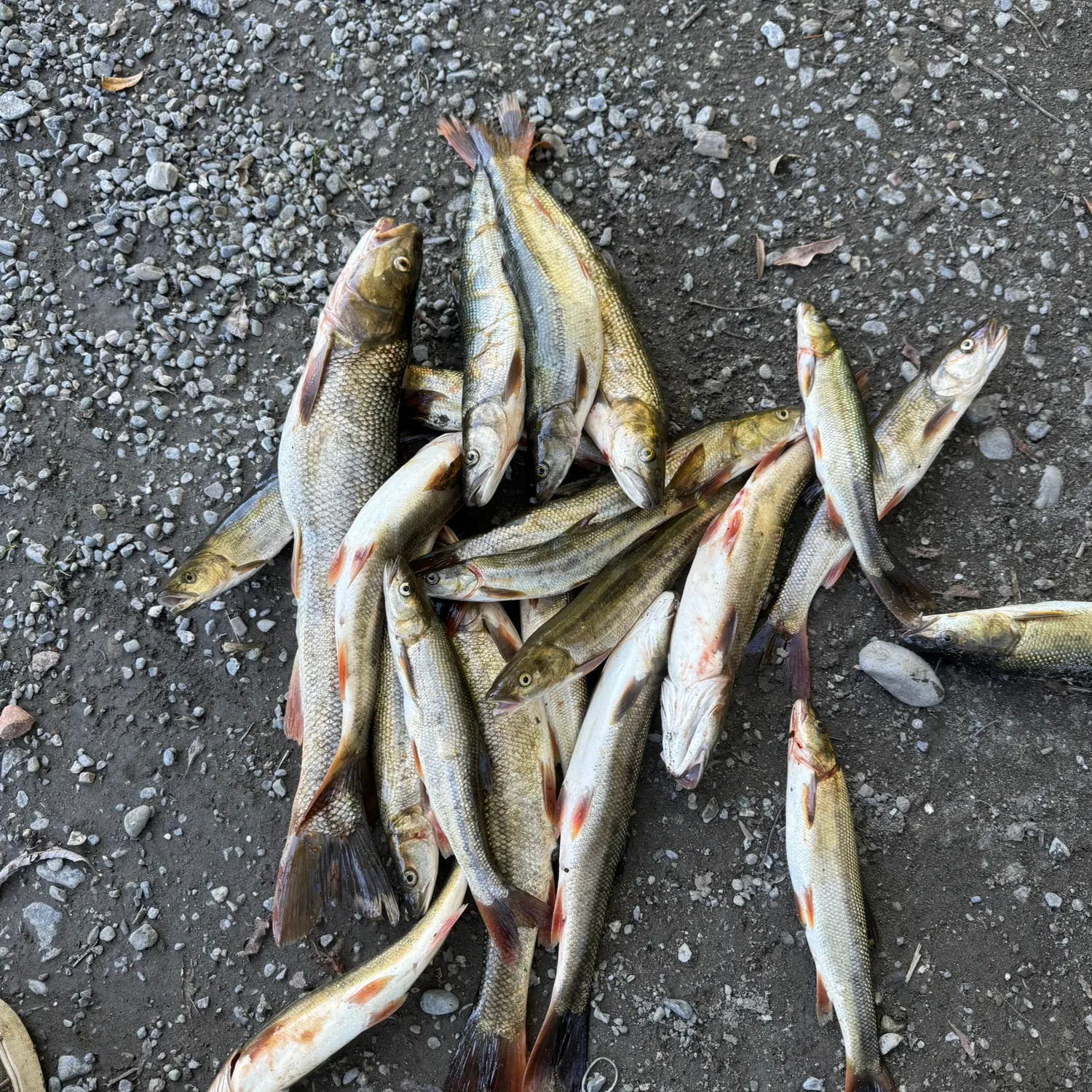 recently logged catches