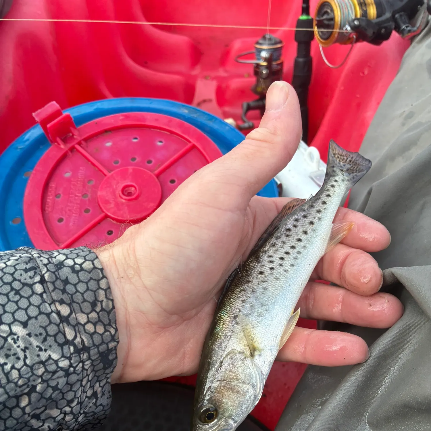 The most recent Spotted seatrout catches on Fishbrain