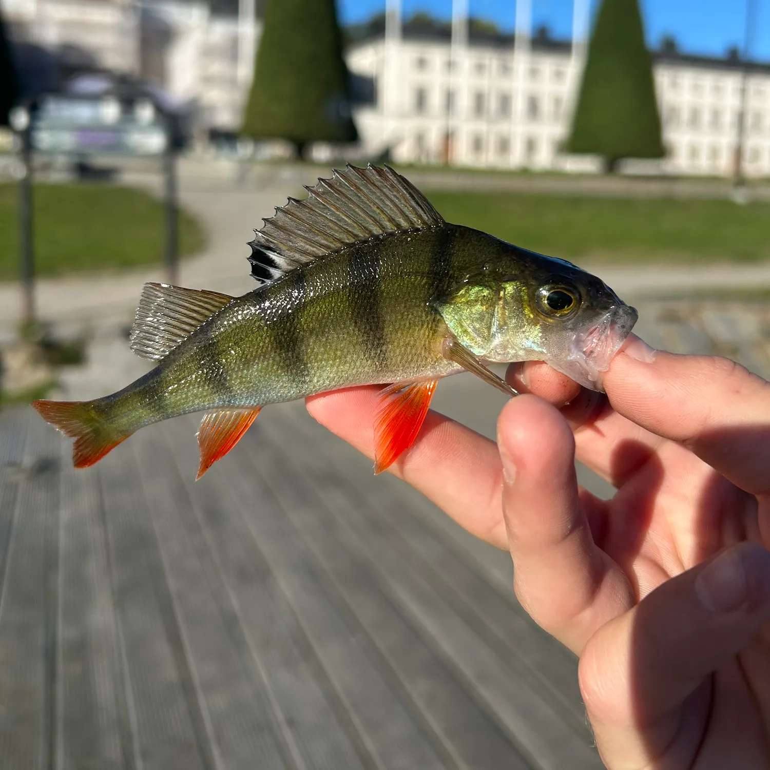 European perch caught on Fishbrain