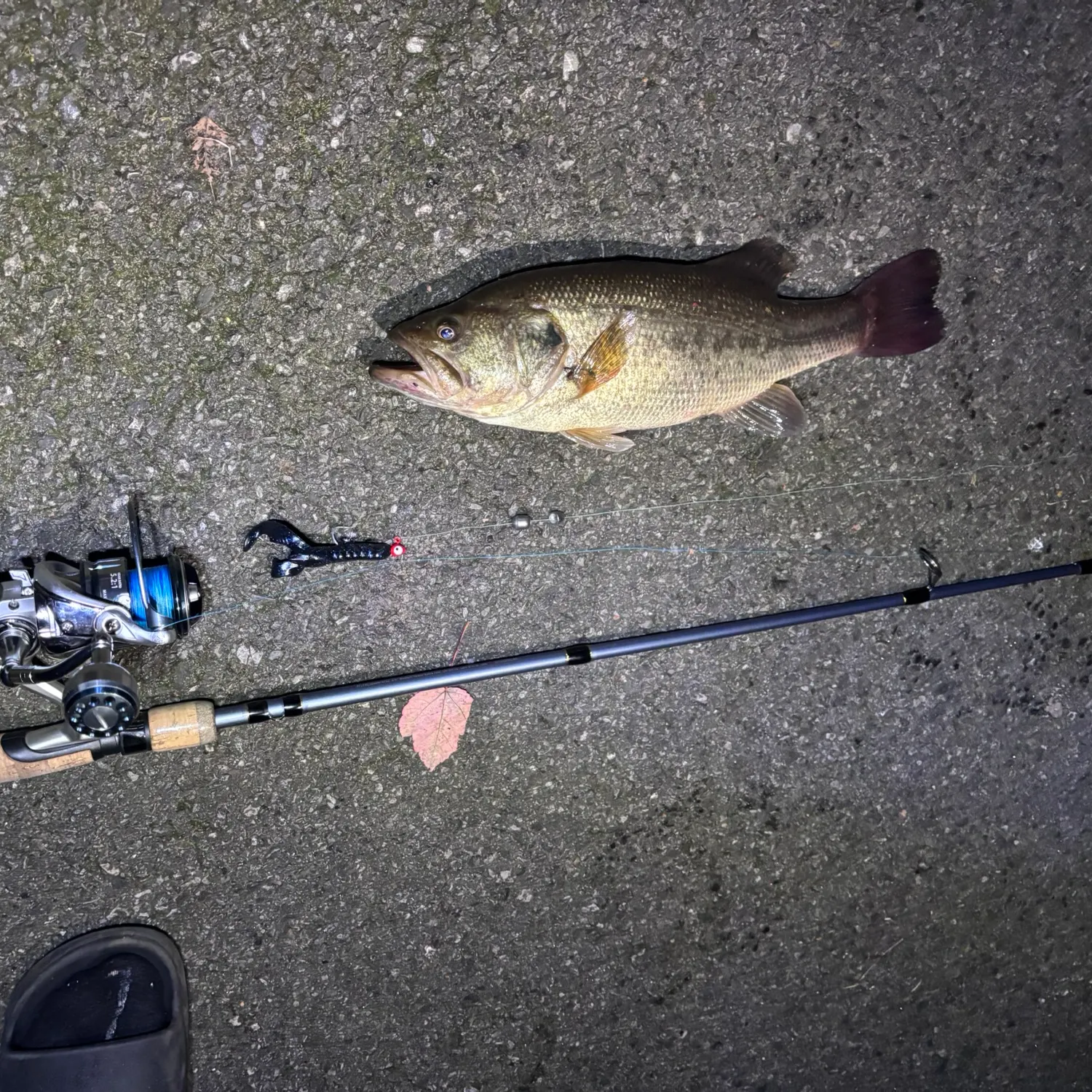 Largemouth bass caught on Fishbrain