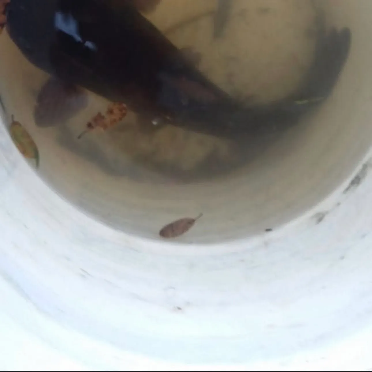 Black bullhead caught on Fishbrain