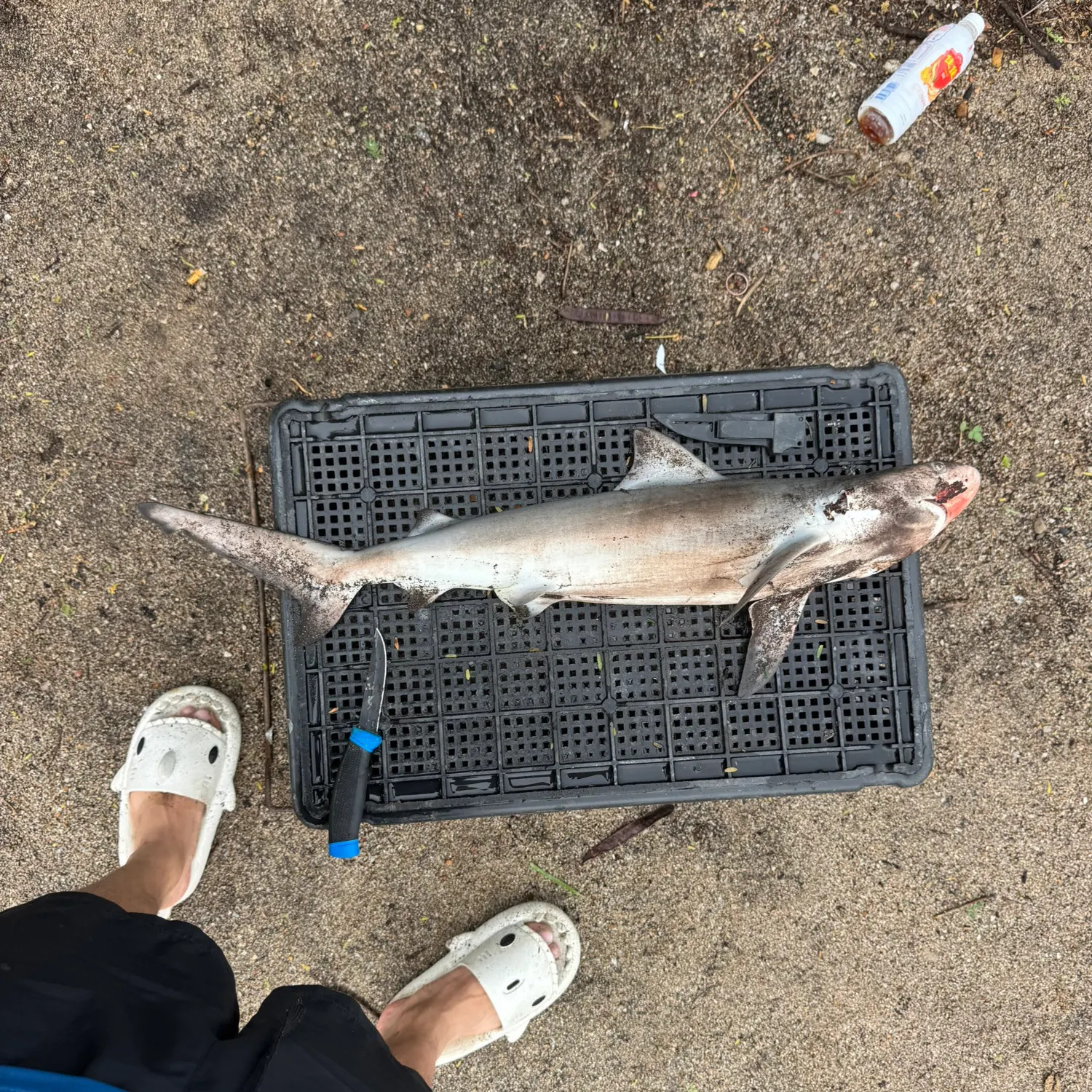 The most recent Blackspot shark catches on Fishbrain