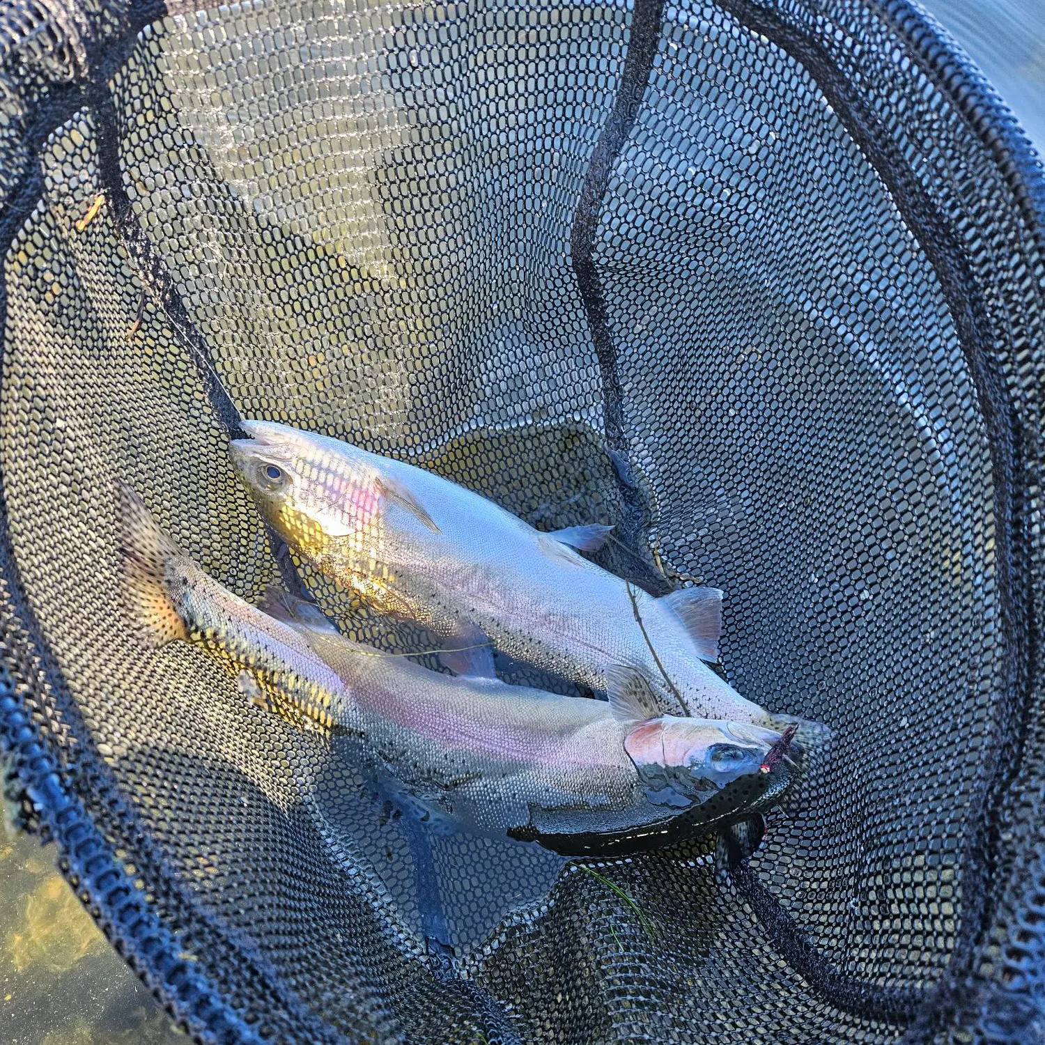 Rainbow trout caught on Fishbrain