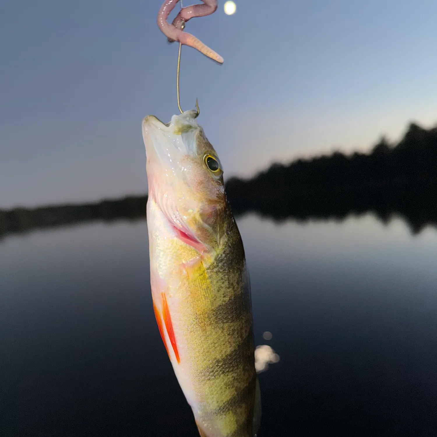 Yellow perch caught on Fishbrain