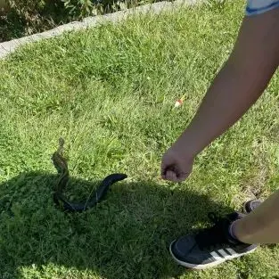 American eel caught on Fishbrain