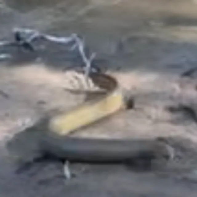 The most recent Shortfin eel catches on Fishbrain