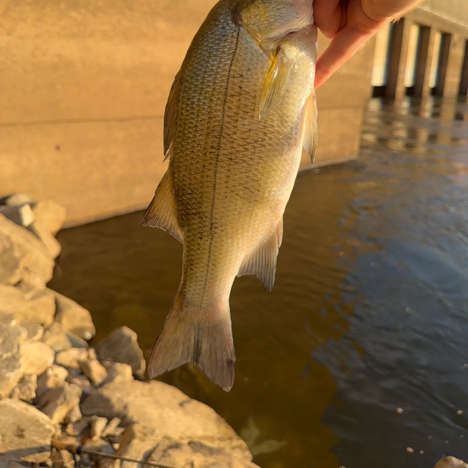 White bass caught on Fishbrain
