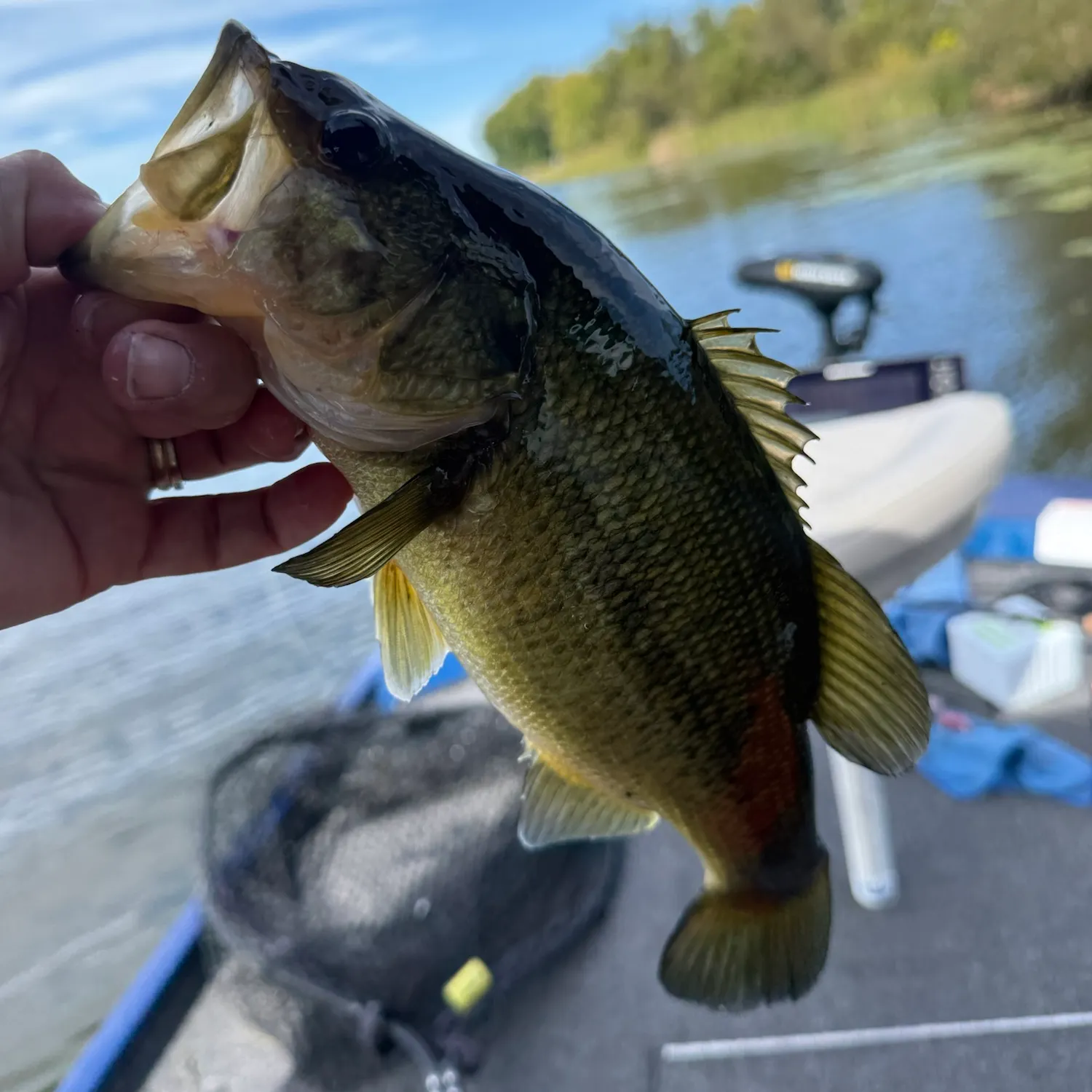 Largemouth bass caught on Fishbrain