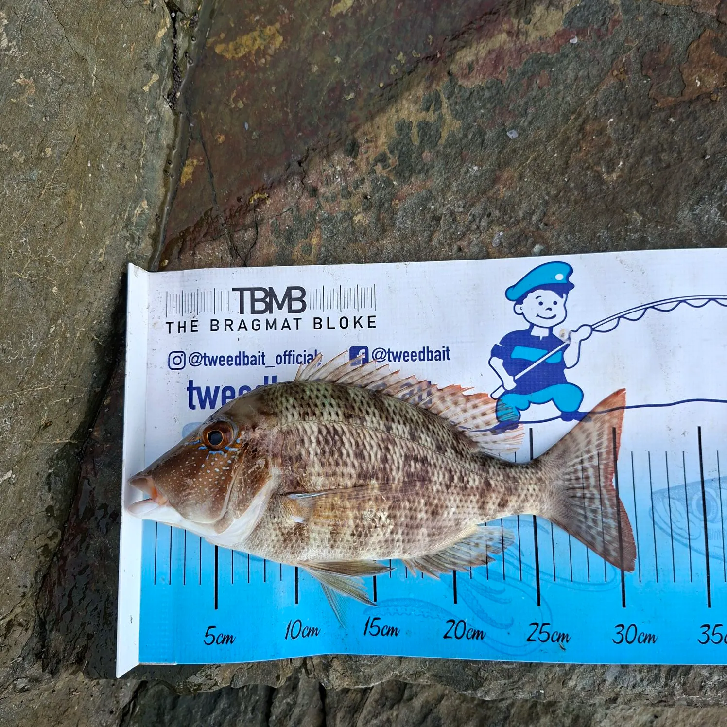 The most recent Spangled emperor catches on Fishbrain