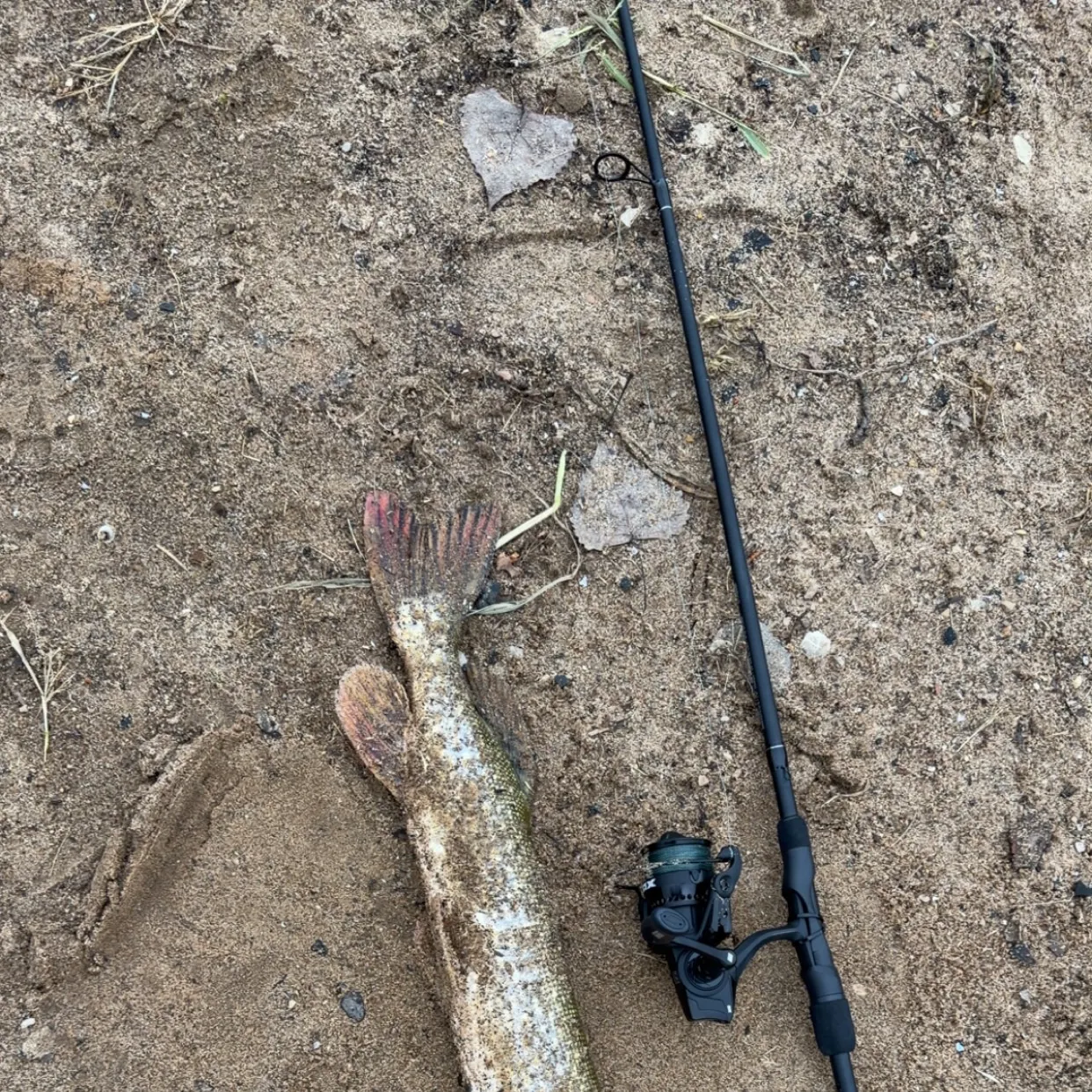 Northern pike caught on Fishbrain