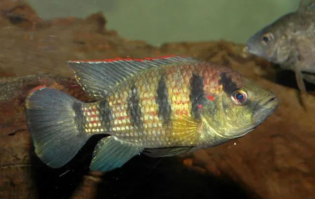 Banded jewel cichlid